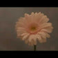 花は咲く〈限定盤〉［CD+DVD］